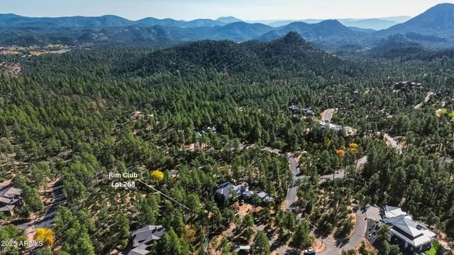 a view of a lush green forest with a tree
