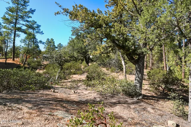 a view of a yard with plants and trees