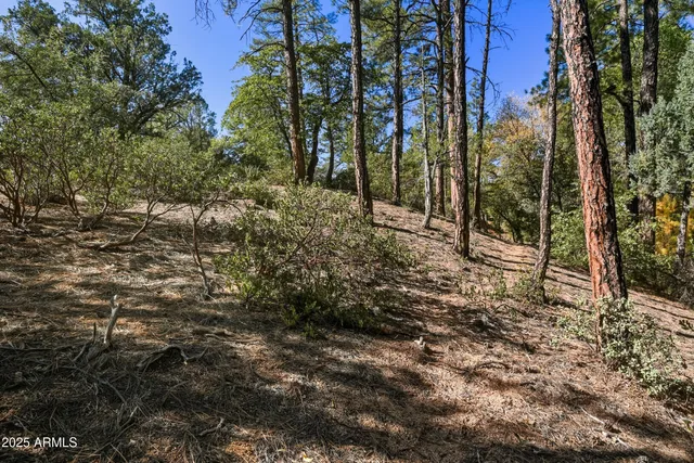 a view of a yard with plants and trees