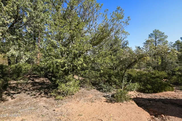 a view of a dry yard with trees and bushes