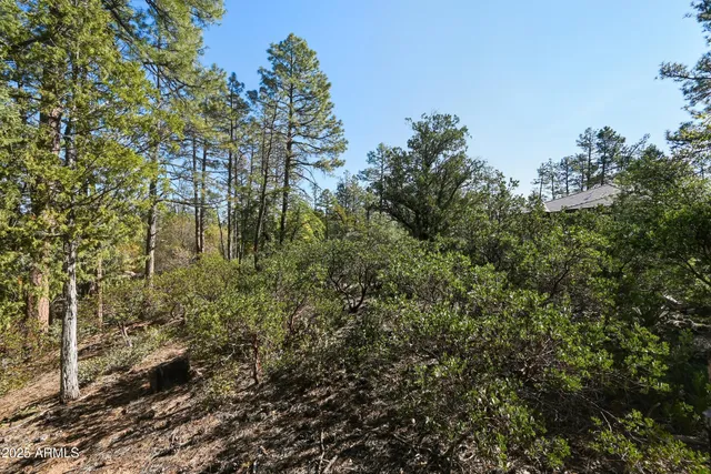 a view of a forest with plants and trees