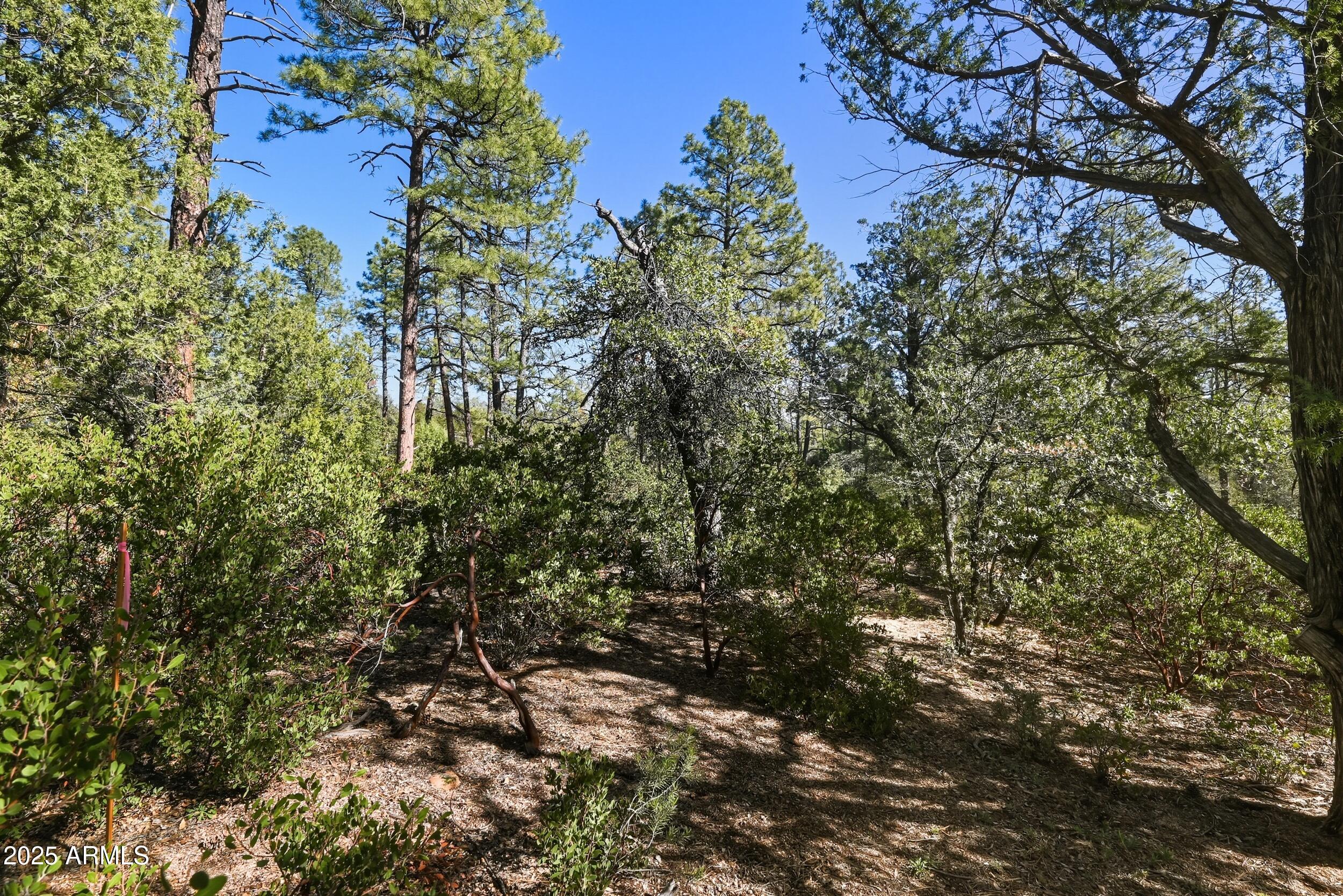 3004 East Game Trail, Unit 243 Payson, AZ 85541 - Photo 8 of 17 a view of a tree in a yard