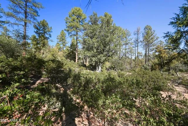 a view of a forest with a tree