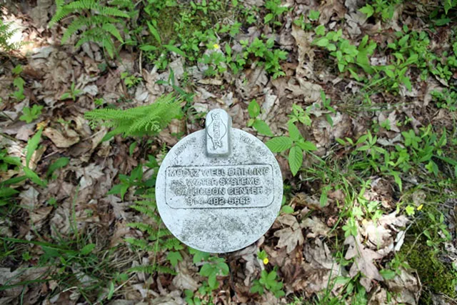 a view of a tree in a bunch of plants
