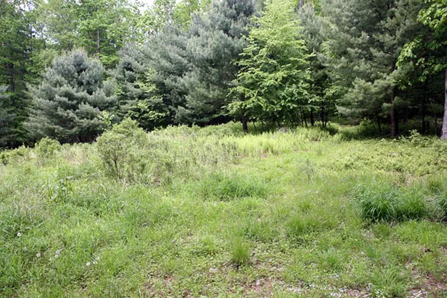 a view of a lush green forest with trees in the background