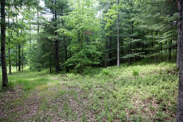 a view of backyard with green space