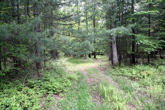 a view of a yard with large trees
