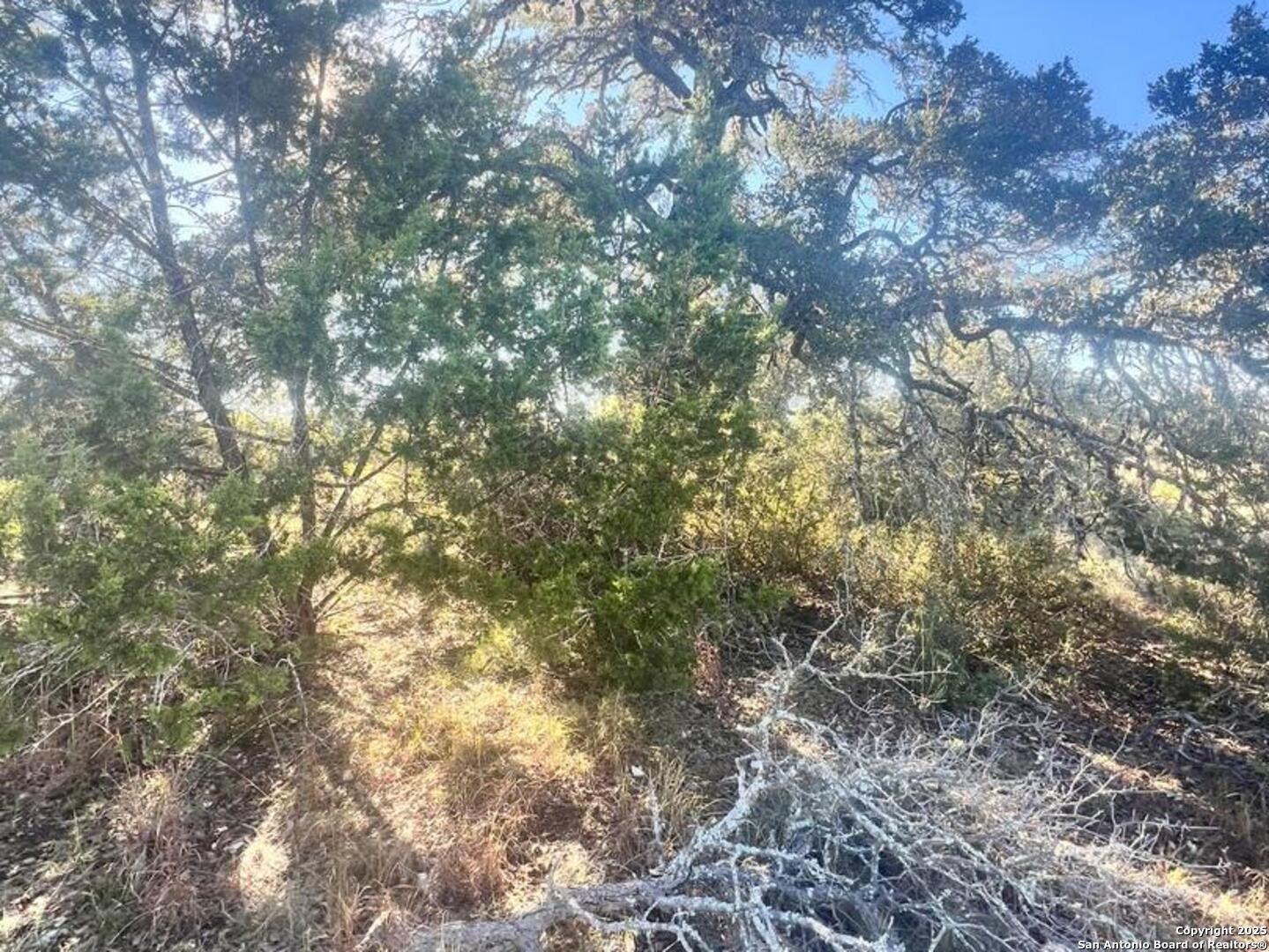 23403 North Cranes Mill Road Spring Branch, TX 78070 - Photo 5 of 13 a view of a large tree