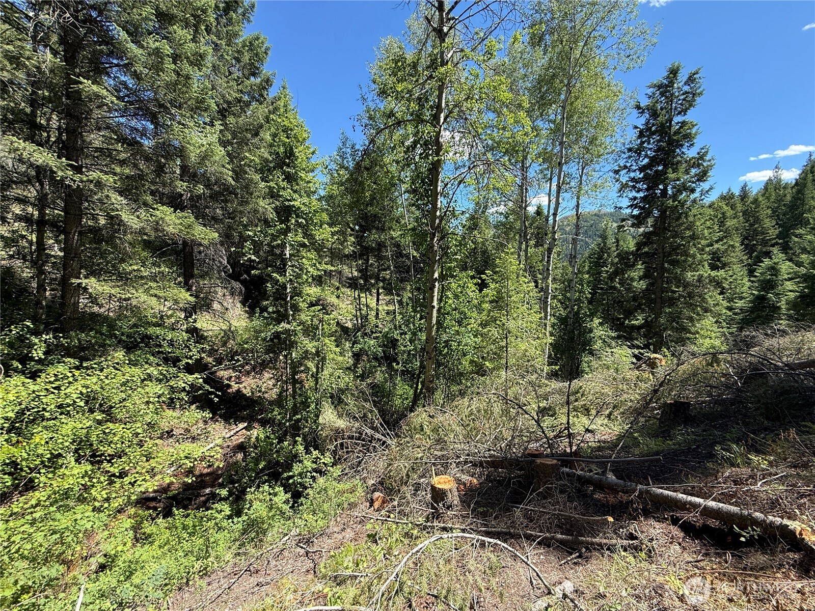 -tbd Toroda Creek Road Wauconda, WA 98859 - Photo 8 of 23 a view of a forest filled with trees