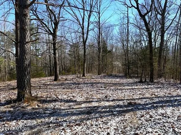 a view of a yard with trees