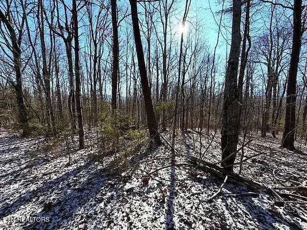a view of a forest with trees