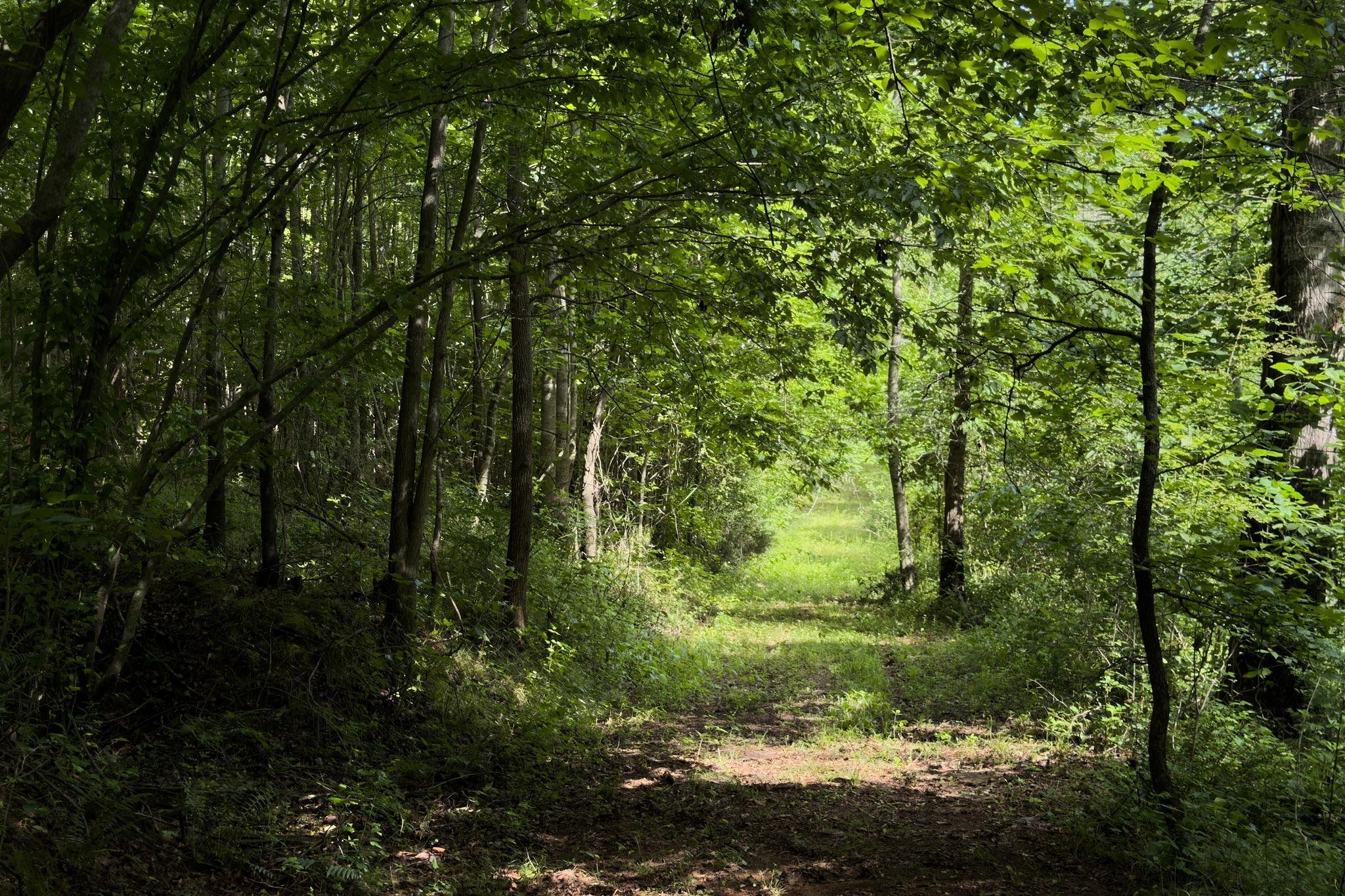 Tbd Melvin Hill Road Campobello, SC 29322 - Photo 14 of 29