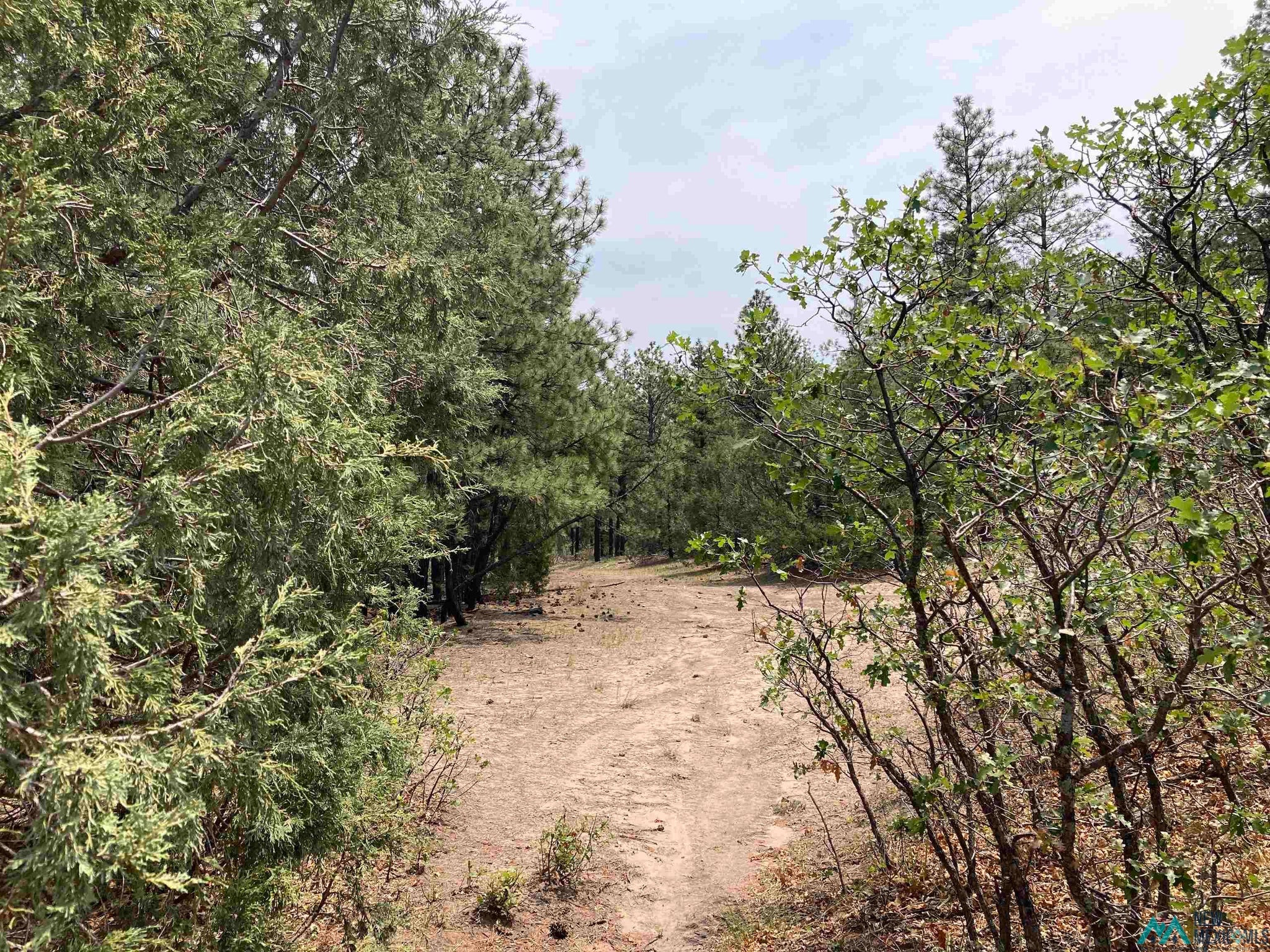 1 Forest Rd100 Road Canones, NM 87516 - Photo 11 of 39 Gallery Image 11