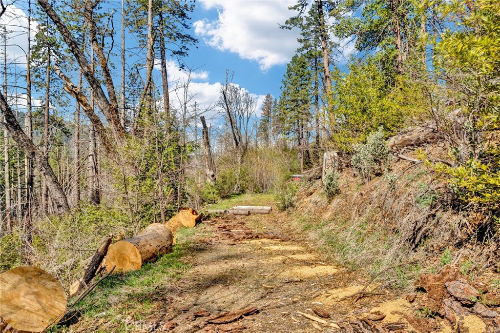 12061 Gifford Springs Road Cobb, CA 95426 - Photo 12 of 16 a view of a yard with plants and trees