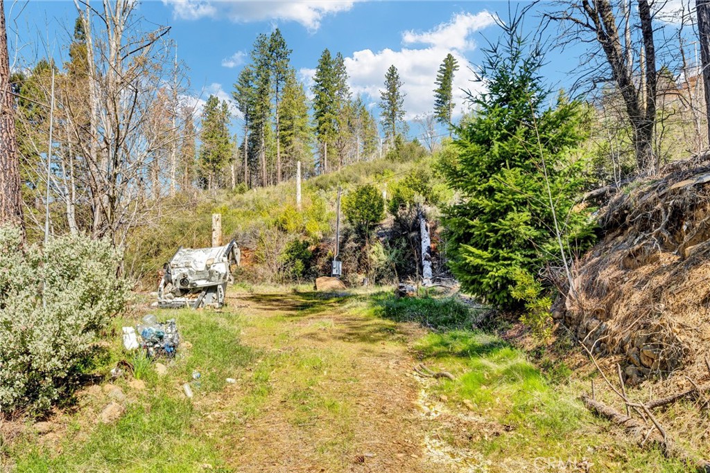 12061 Gifford Springs Road Cobb, CA 95426 - Photo 13 of 16 a view of a yard with plants and trees