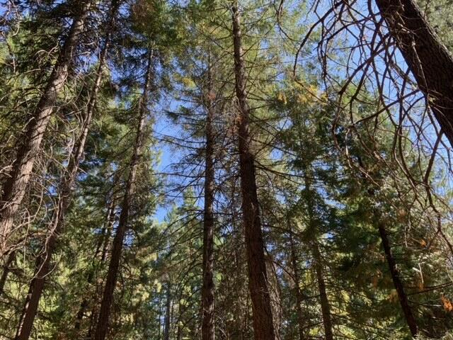8683 Lake McCumber Road Shingletown, CA 96088 - Photo 23 of 32 image11 (1)