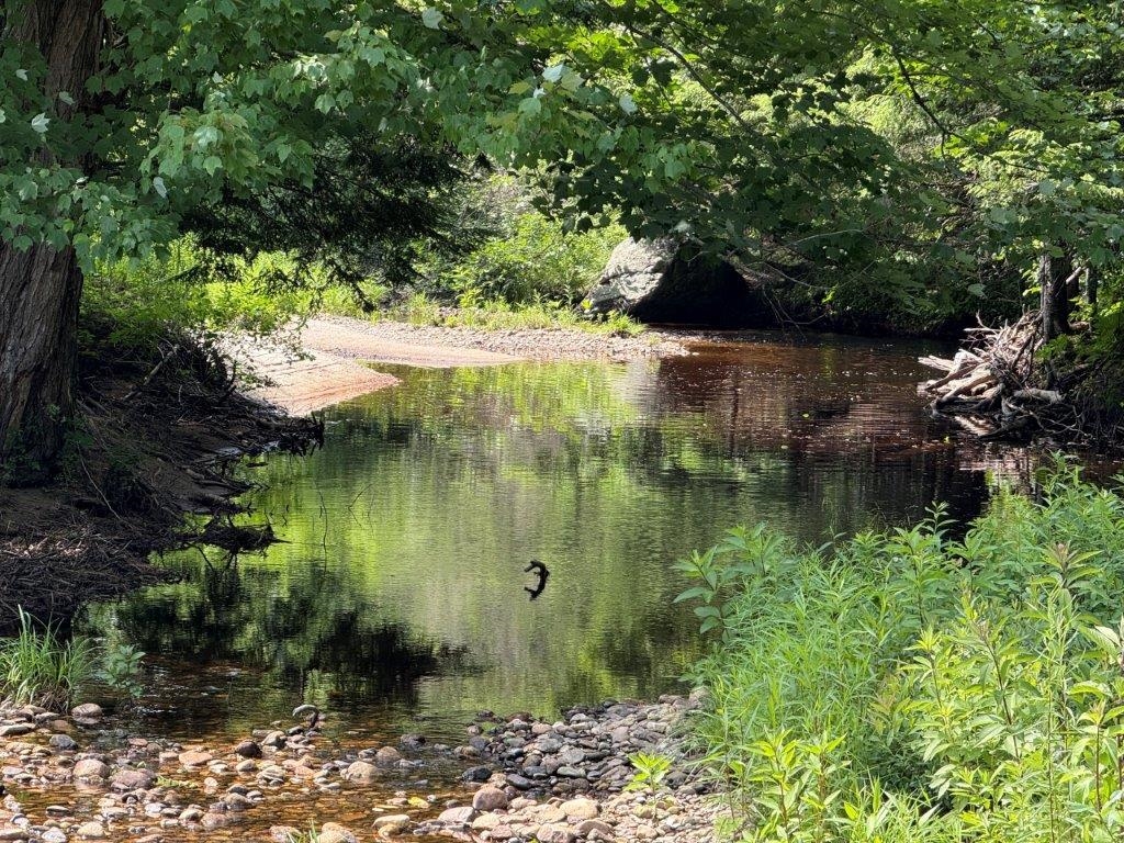 446 Walker Brook Road Danbury, NH 03230 - Photo 38 of 54