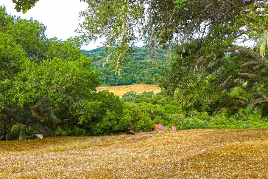 a view of a yard with a tree