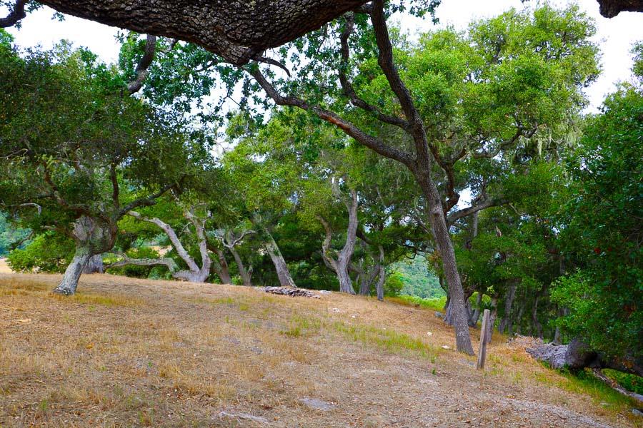 9 Red Tail Trace Carmel, CA 93923 - Photo 11 of 12 a view of outdoor space and yard