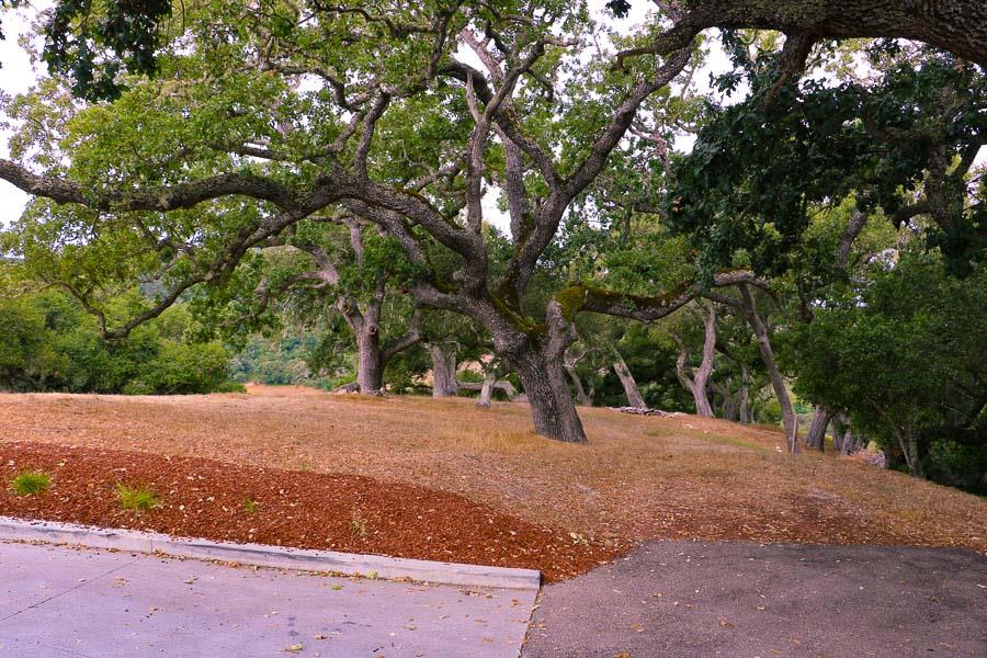9 Red Tail Trace Carmel, CA 93923 - Photo 12 of 12 a view of road with large trees
