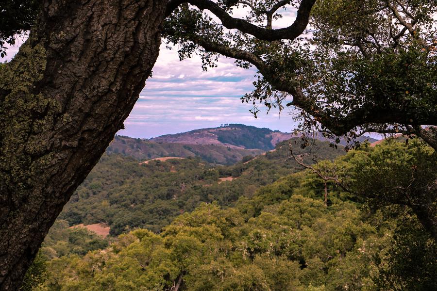 9 Red Tail Trace Carmel, CA 93923 - Photo 2 of 12 a view of a yard