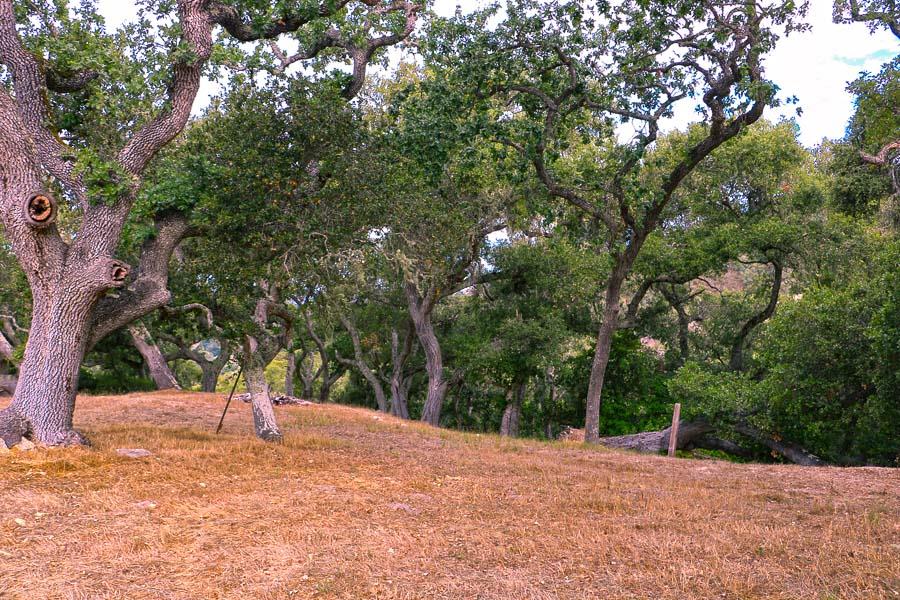 9 Red Tail Trace Carmel, CA 93923 - Photo 3 of 12 a view of a tree with a tree