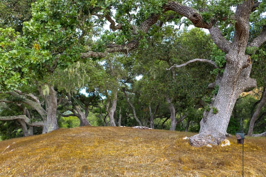 9 Red Tail Trace Carmel, CA 93923 - Photo 4 of 12 a view of a backyard of a house
