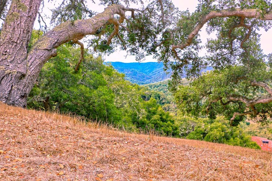 9 Red Tail Trace Carmel, CA 93923 - Photo 5 of 12 a view of a yard with plants and large trees