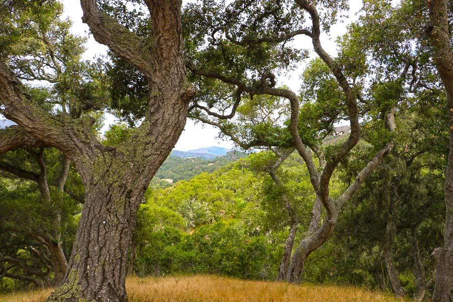 9 Red Tail Trace Carmel, CA 93923 - Photo 6 of 12 a view of a tree in a yard