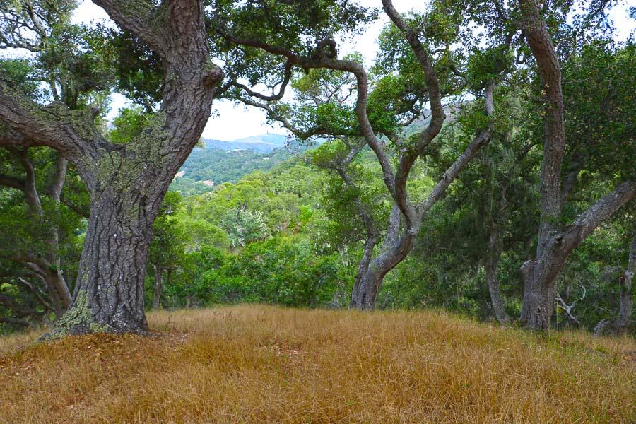 9 Red Tail Trace Carmel, CA 93923 - Photo 7 of 12 a view of a yard with a tree