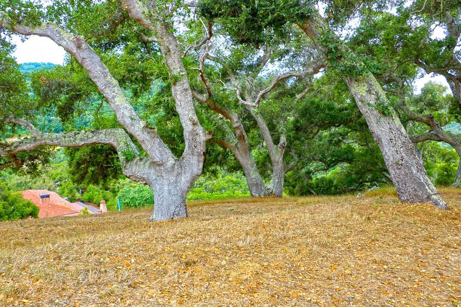 9 Red Tail Trace Carmel, CA 93923 - Photo 8 of 12 a view of a tree in front of a house