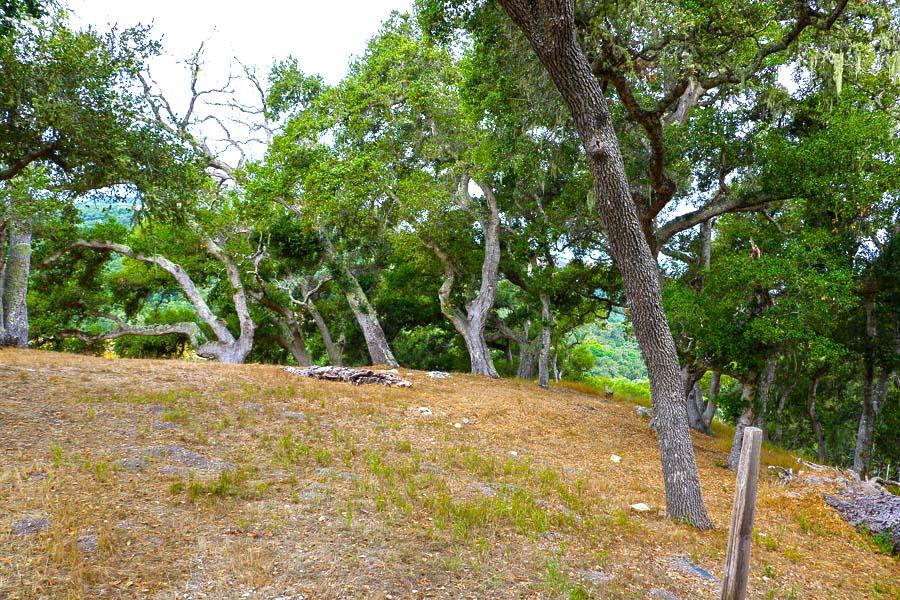 9 Red Tail Trace Carmel, CA 93923 - Photo 9 of 12 a view of a yard with plants and trees