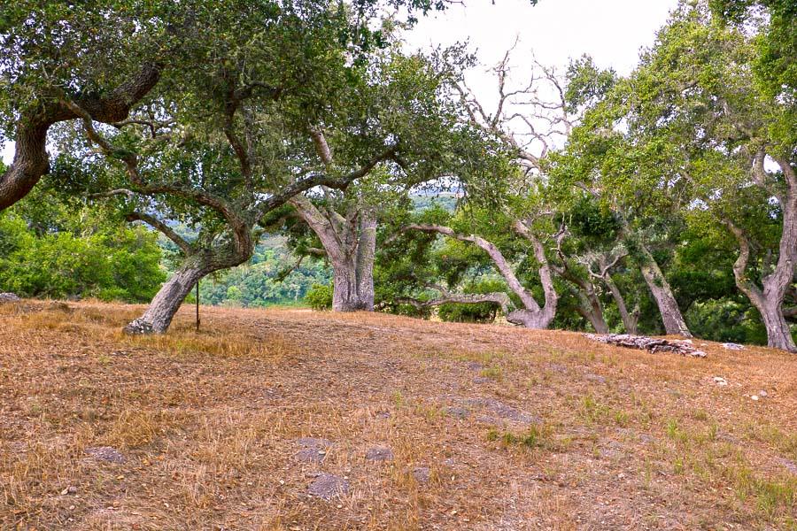 9 Red Tail Trace Carmel, CA 93923 - Photo 10 of 12 a view of a tree in the middle of a yard