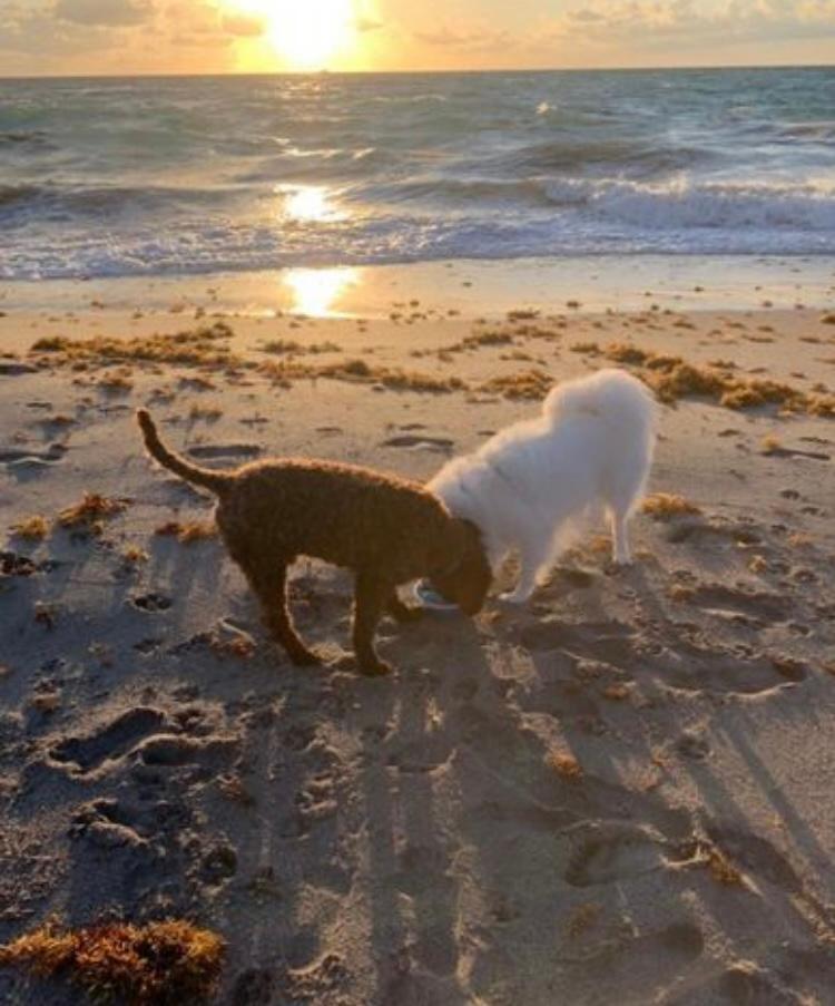 1221 Ocean Dunes Circle Jupiter, FL 33477 - Photo 41 of 42 Dog beach