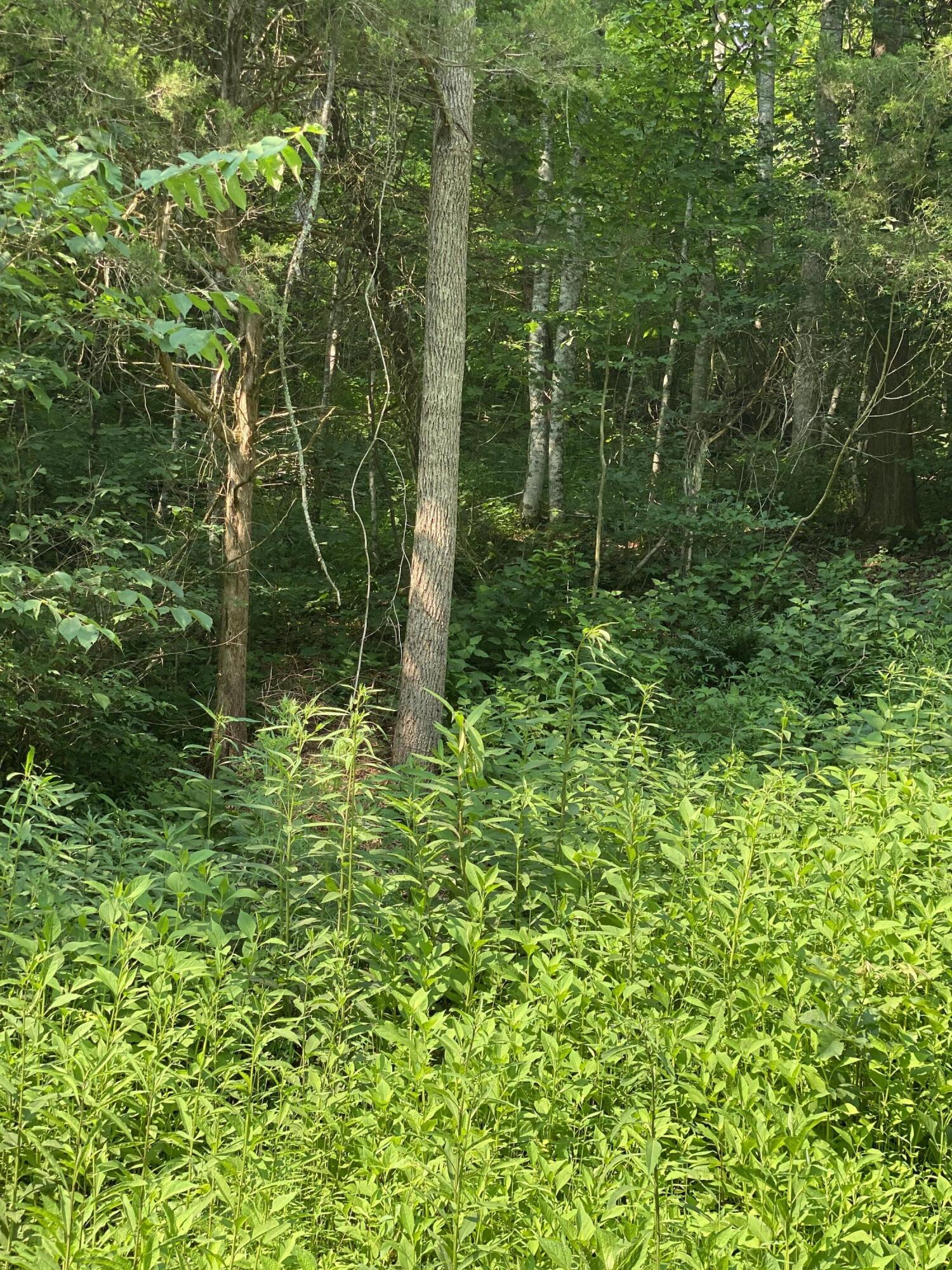 22 West Of Dry Hill Road, Unit 22 Butler, TN 37640 - Photo 14 of 24 13B89071-FB1B-43A1-AF5B-DBBB6D33EE7A