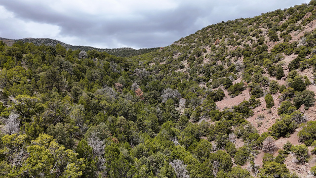 123 West Tbd Willow Spring Road Eureka, UT 84628 - Photo 46 of 60 Mountainous terrain with natural vegetation, featuring diverse evergreen foliage and exposed rock formations