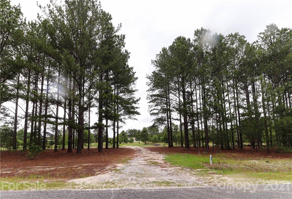4024 Steen Road Mount Croghan, SC 29727 - Photo 37 of 37 a view of a yard with a tree