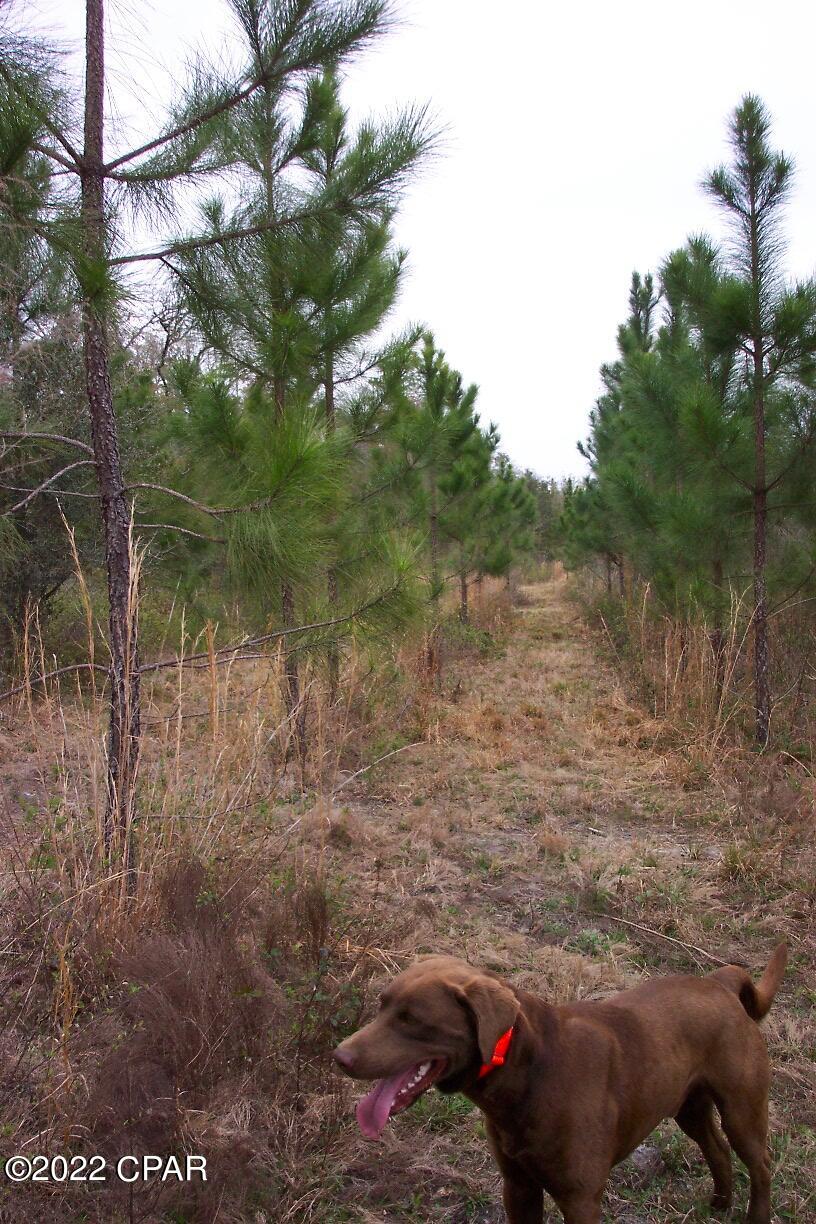 5298 Friendship Church Road Malone, FL 32445 - Photo 8 of 8 Gallery Image 8
