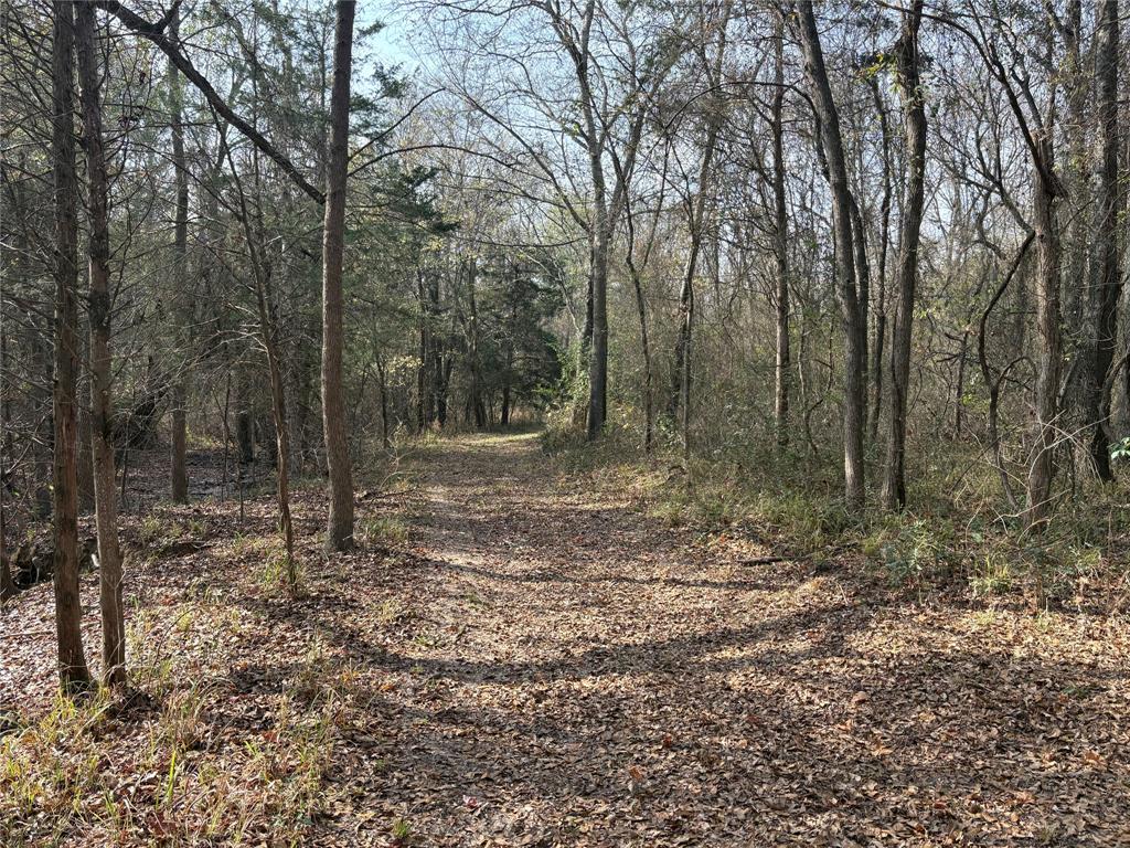 1094-2 Southwest Sw Cr Saltillo, TX 75478 - Photo 35 of 39 a view of a forest with trees in the background