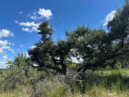 a view of a dry yard with trees
