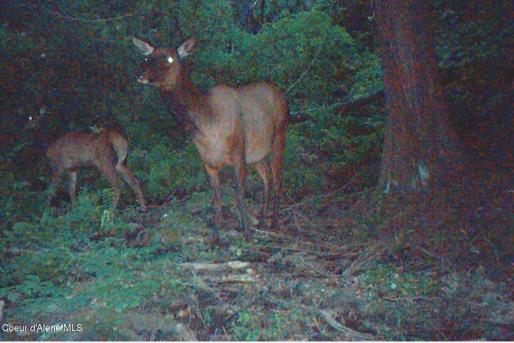 1985-20a) Southfork Rdg Road Kingston, ID 83839 - Photo 16 of 24 ap elk
