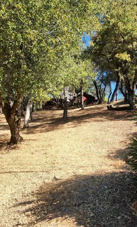 a view of a yard with an trees