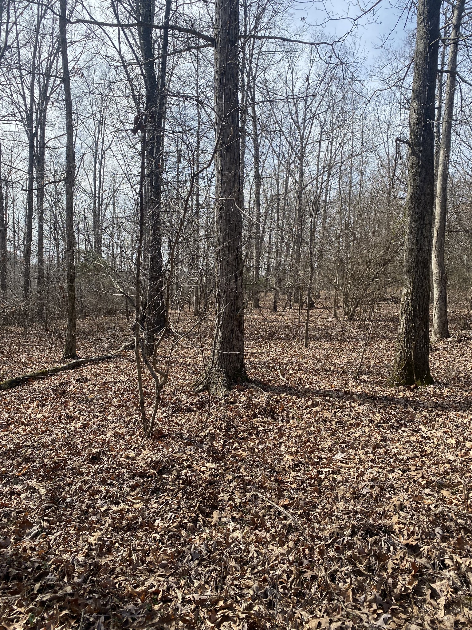 769 Nancy Shawl Road Dickson, TN 37055 - Photo 40 of 54 Gallery Image 40