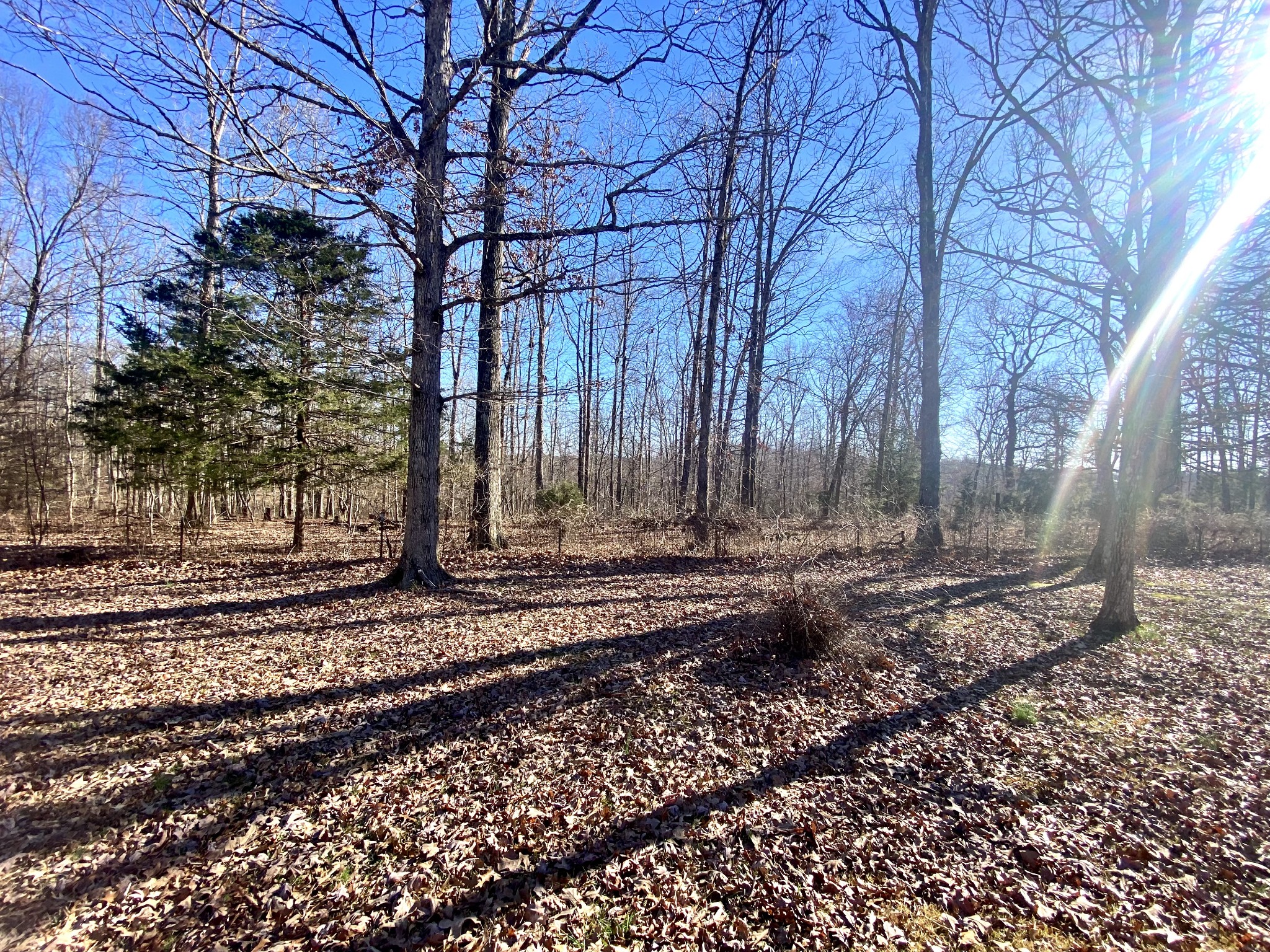 769 Nancy Shawl Road Dickson, TN 37055 - Photo 4 of 54 Gallery Image 4