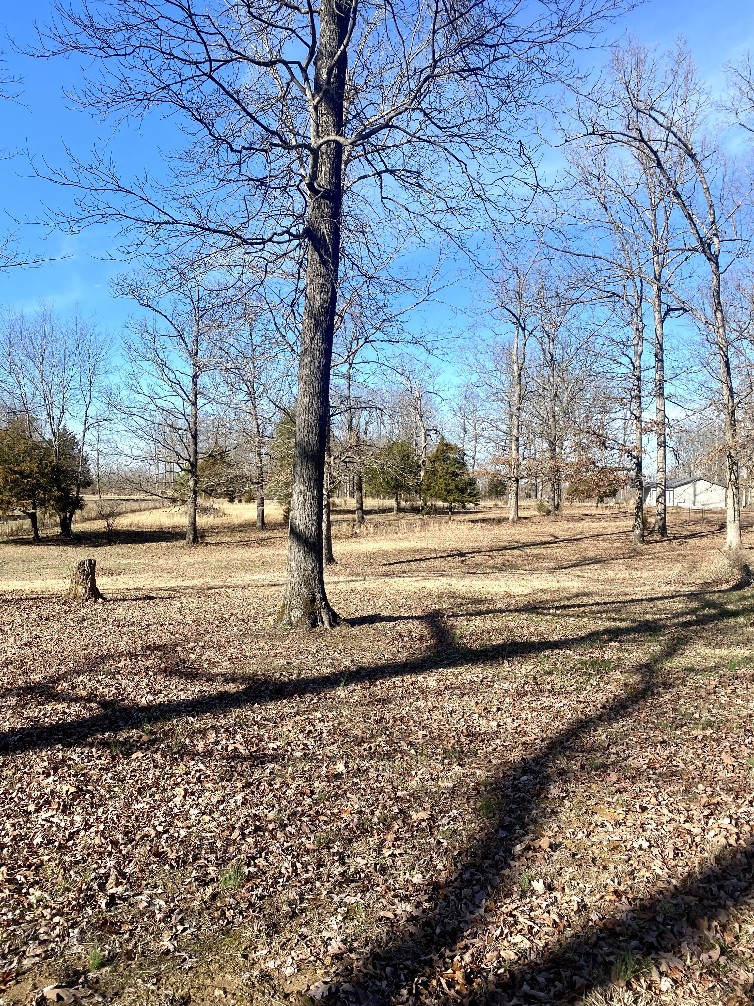 769 Nancy Shawl Road Dickson, TN 37055 - Photo 5 of 54 Gallery Image 5