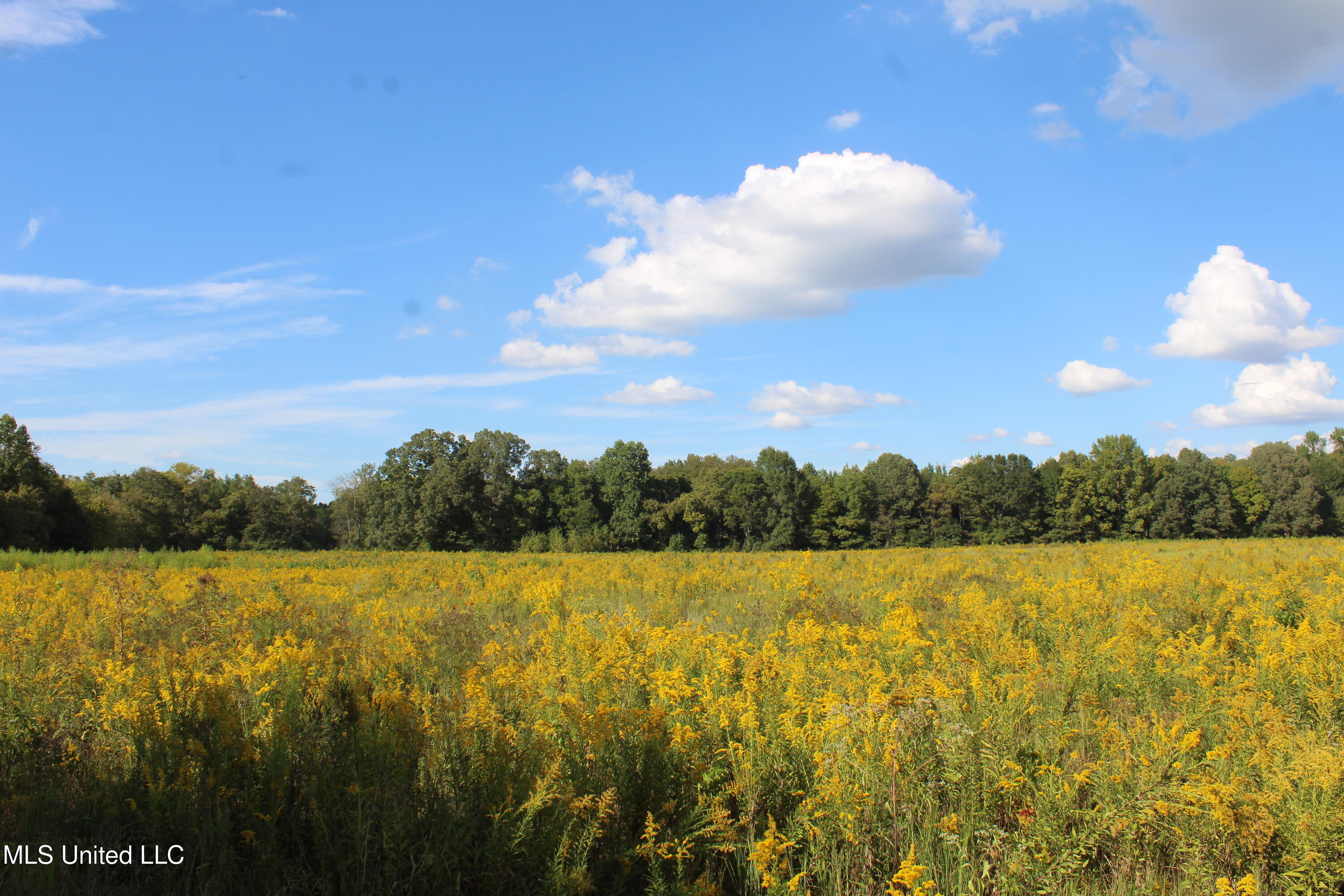 5300 Desoto Road Walls, MS 38680 - Photo 14 of 27 IMG_6734