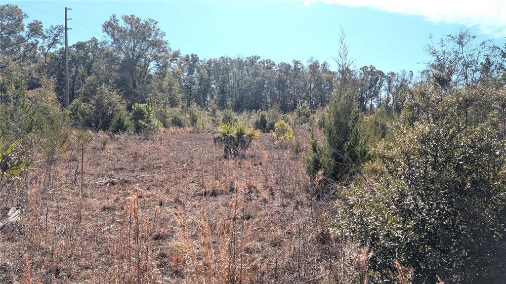 13550 Northwest Old Fannin Road Chiefland, FL 32626 - Photo 11 of 16 a view of a forest with trees in the background