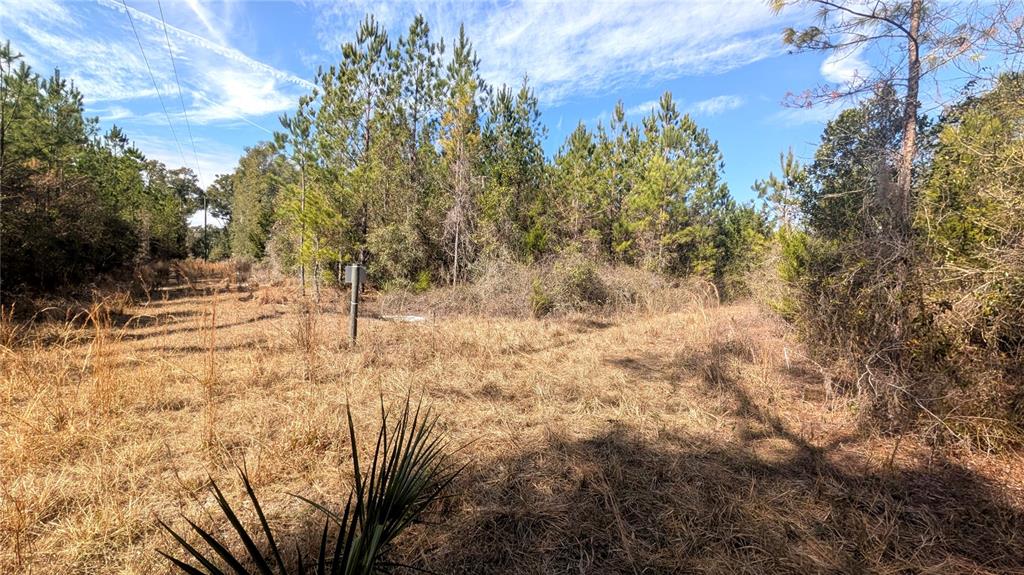 13550 Northwest Old Fannin Road Chiefland, FL 32626 - Photo 13 of 16 a view of yard