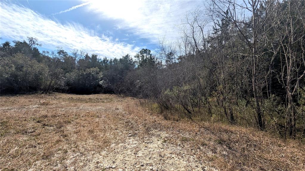 13550 Northwest Old Fannin Road Chiefland, FL 32626 - Photo 14 of 16 a view of a yard