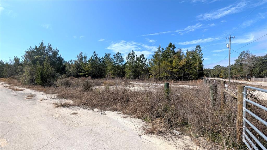 13550 Northwest Old Fannin Road Chiefland, FL 32626 - Photo 3 of 16 a view of a dry yard with trees